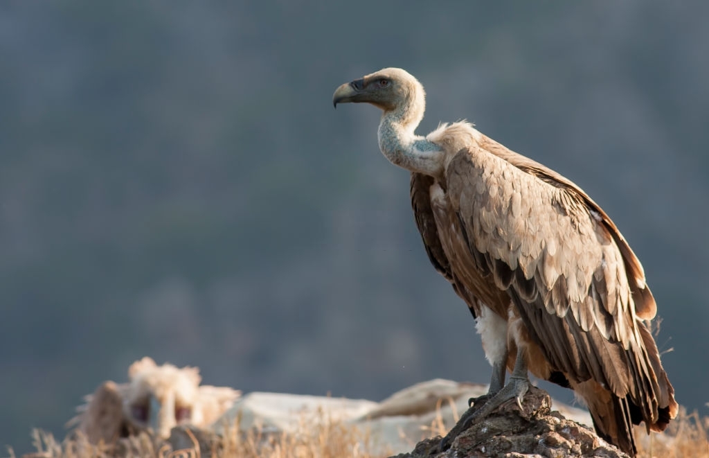 Large Birds of Prey in Crete